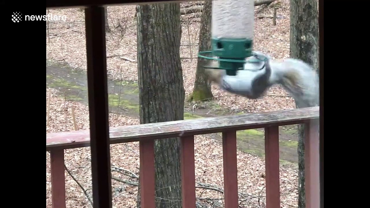 Hilarious moment squirrel is caught spinning from bird feeder