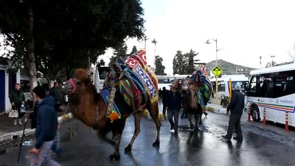 Bodrum Deve Güreşi Festivali