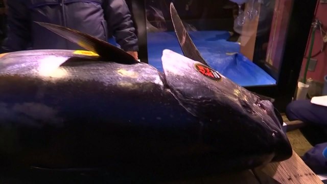 참치 한 마리에 34억 7천만 원...日 새해 경매 기록 경신 / YTN