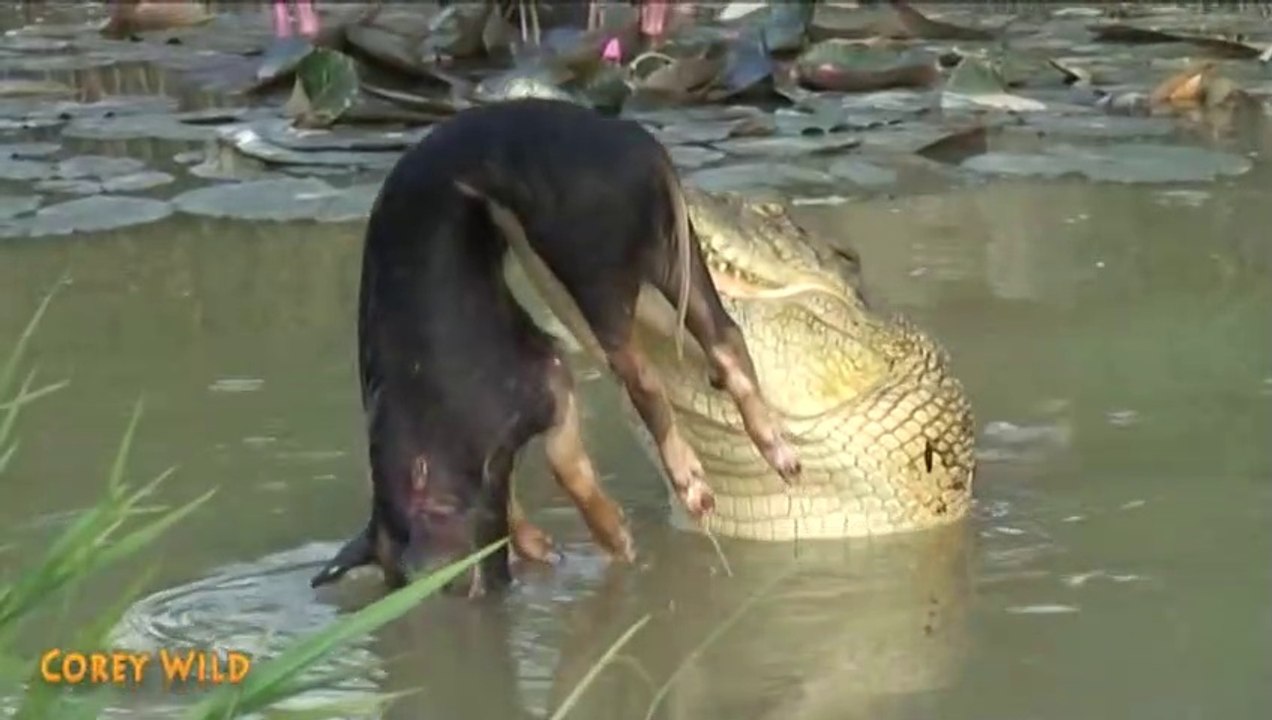 Un crocodile ne fait qu'une bouchée de ce cochon sauvage