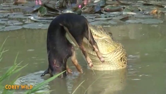Un crocodile ne fait qu'une bouchée de ce cochon sauvage