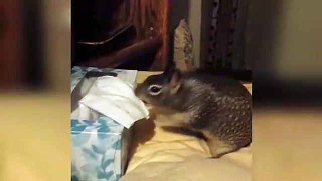 Cet écureuil fait ses réserves de mouchoirs pour l'hiver... En cas de rhume