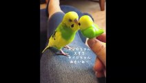 Funny Parrots and Cute Birds Compilation #56