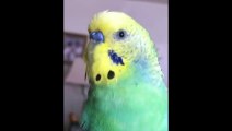 Funny Parrots and Cute Birds Compilation #57