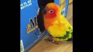Funny Parrots and Cute Birds Compilation #59
