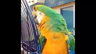 Funny Parrots and Cute Birds Compilation #58