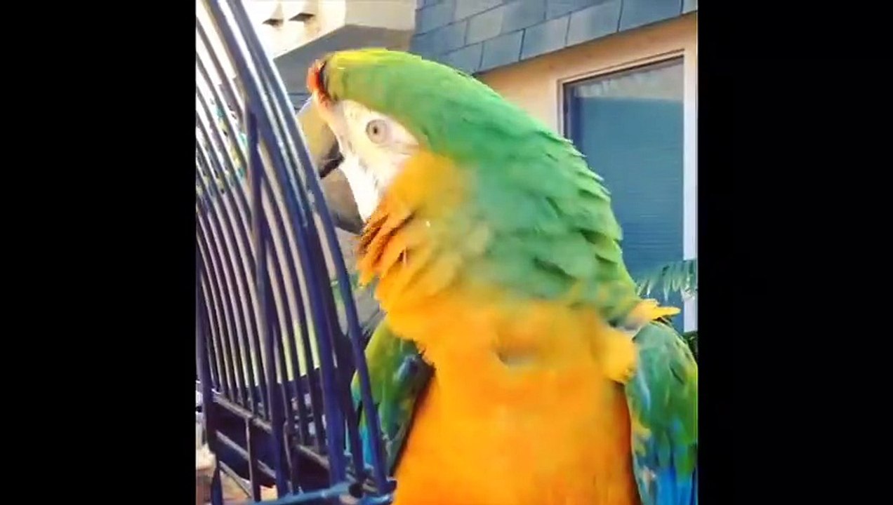 Funny Parrots and Cute Birds Compilation #58