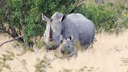 Fierce Fridays: Rhino horns ain't make you horny. youtu.be/6FxFyPJJRtA