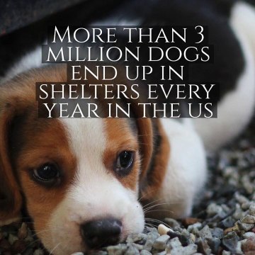 Dentist Parlin NJ | Dr. Blagoev | Animal Shelter Drive