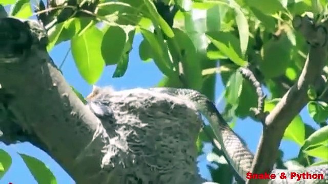 Incredible Bird attack Giant Snake Snake vs Bird Snake u0026 Python