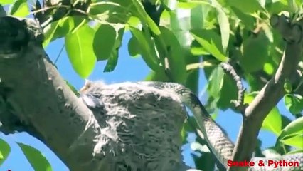 Incredible Bird attack Giant Snake   Snake vs Bird   Snake u0026 Python