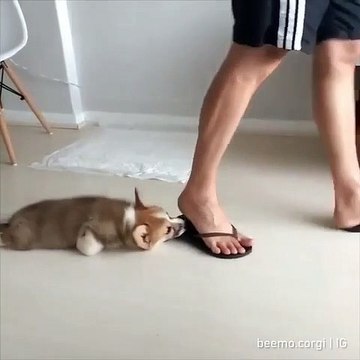 Хозяин, а может не надо идти на работу