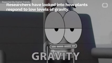 Lava Rock Made W/ Artificial Soil