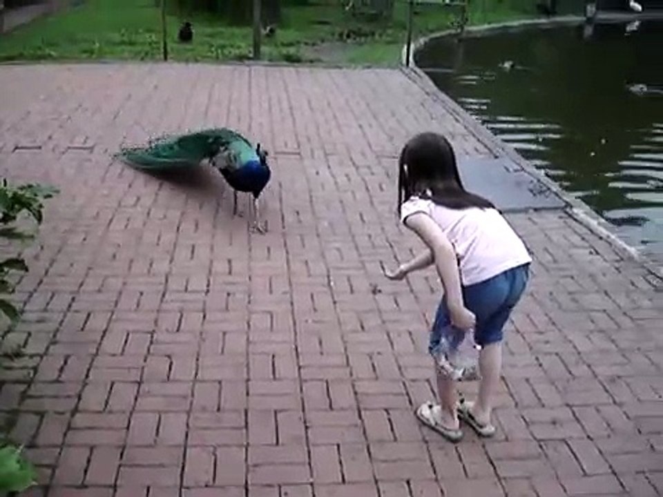 peacock scare