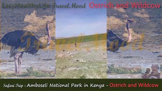 TravelMood Kenya Ostrich and Wild Cow
