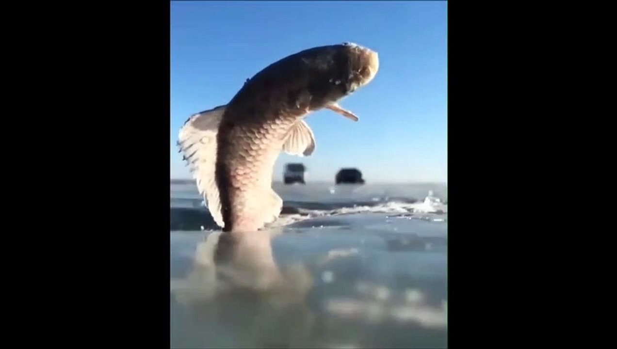 Ce poisson a gelé instantanément en sautant hors de l'eau