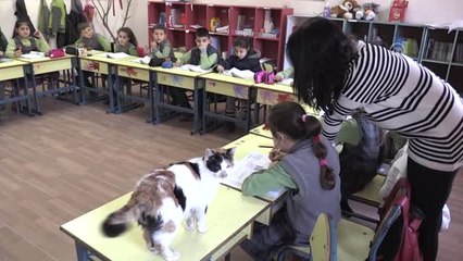Kedi "Pamuk" Okullu Oldu