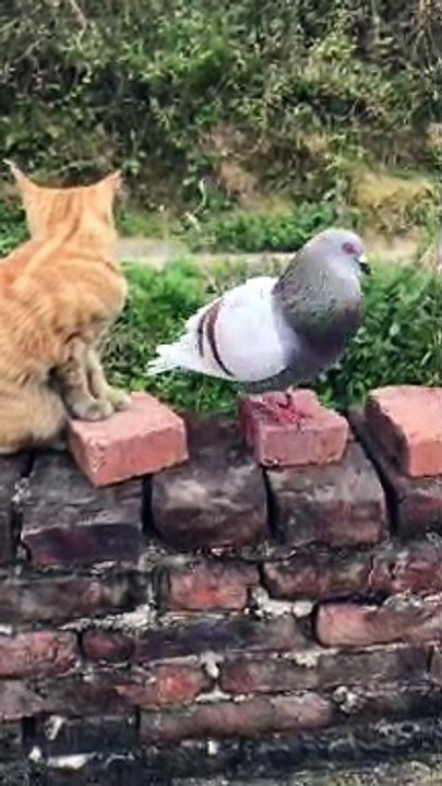 How to get along with food