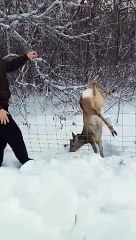 Saving a Deer Stuck in a Fence