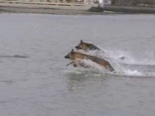 Berger Allemand - Cooper & Stella à la Baule ! (bis)