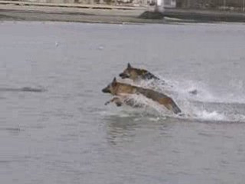 Berger Allemand - Cooper & Stella à la Baule ! (bis)