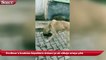 Sivrihisar’a bırakılan köpeklerin Ankara’ya ait olduğu ortaya çıktı