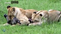 Harsh life of Wildlife 2018! Lion vs Warthog - Let's Explore the Animal Planet 2019