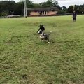 [Fail] Un chien essaie de rattraper une balle