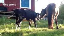 Clever Cows, Curious Cows   Funny Cow Videos   Cute Cow u0026 Horse Video