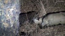 Lioness Raises Orphaned Leopard Cub