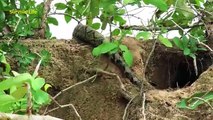 Real Anaconda Stalks Cat Home - Brave Cat's Mother Protect and Save Her Baby Cat Life From Anaconda