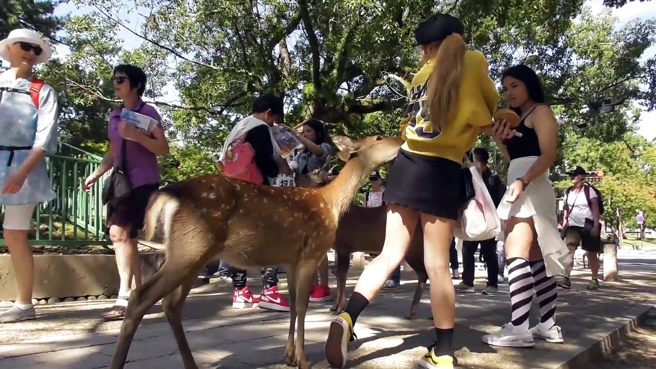 奈良公園　Nara park