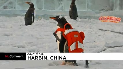 Csodás Pingvinek Vonultak a Harbin Jégfesztiválon 🐧