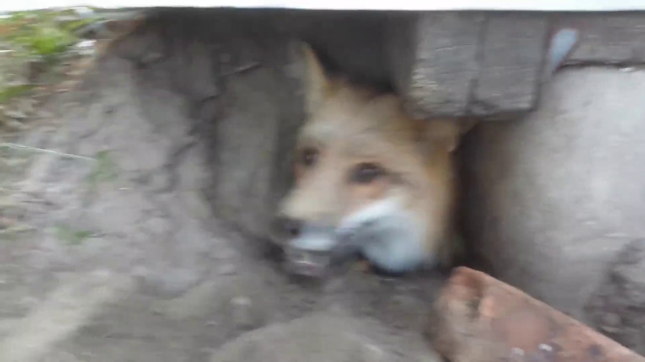 Ils trouvent un renard sous leur maison