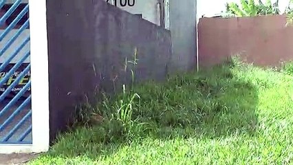 Vizinhos estão receosos com vegetação alta em terreno