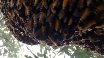 Des abeilles géantes Apis dorsata présentent un spectaculaire comportement défensif