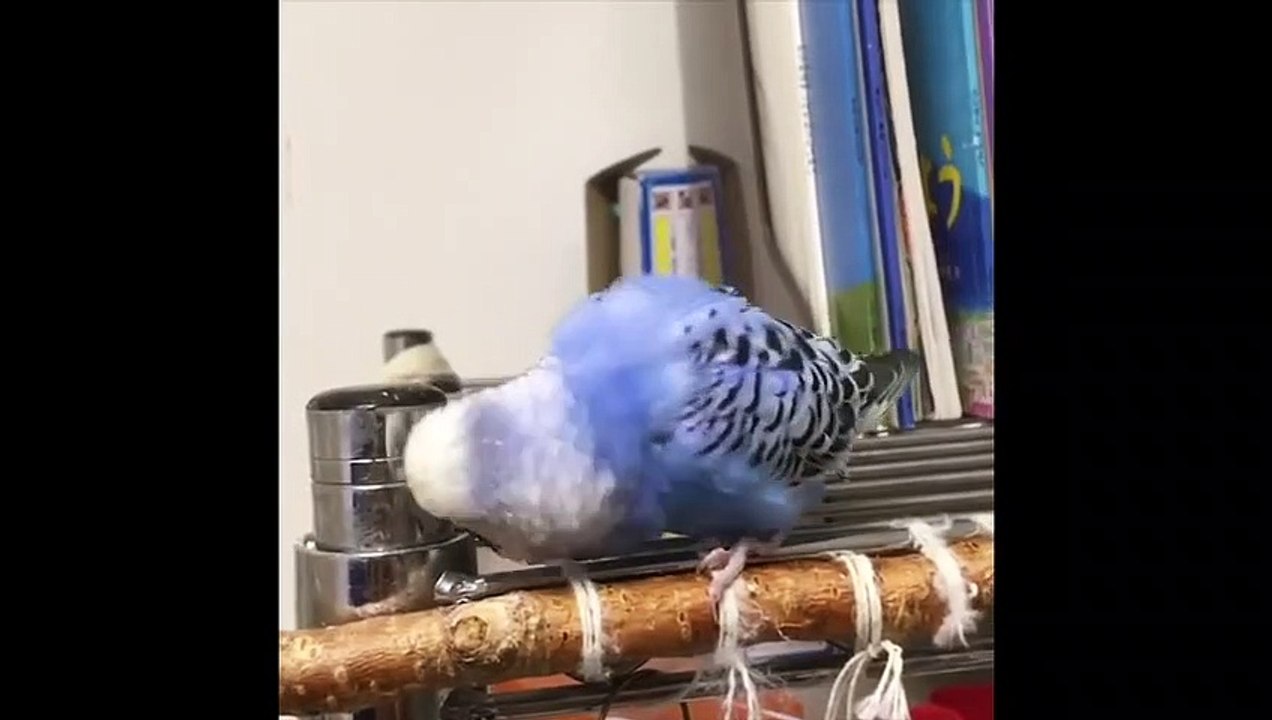 Funny Parrots and Cute Birds Compilation #62 - 2018