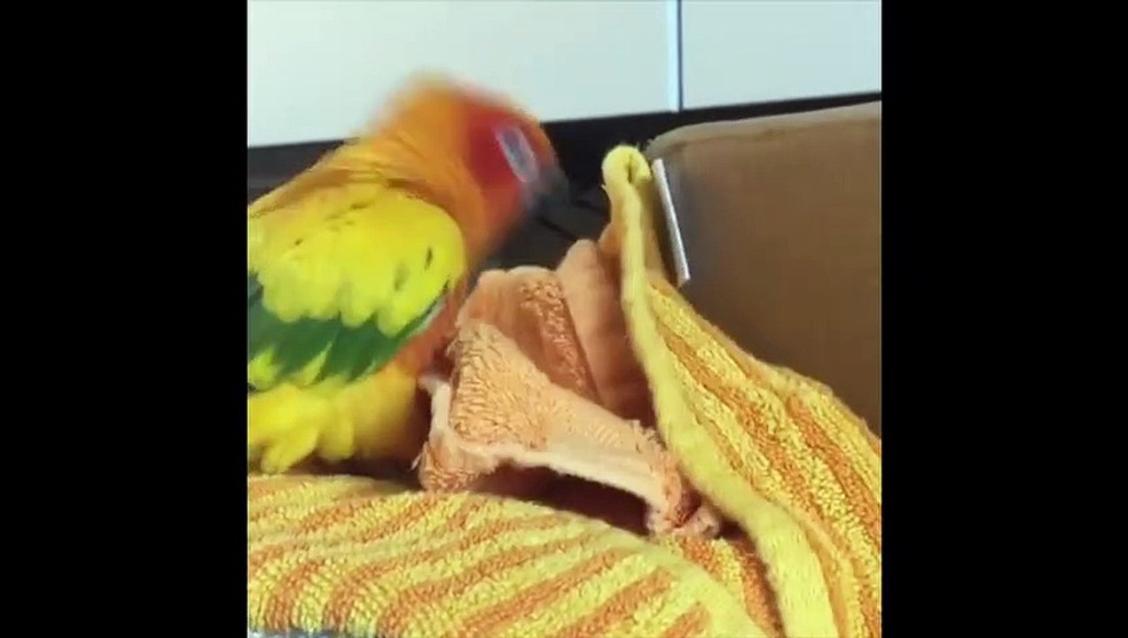 Funny Parrots and Cute Birds Compilation #65 - 2018