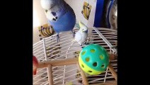 Funny Parrots and Cute Birds Compilation #67 - 2018