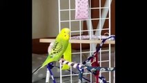 Funny Parrots and Cute Birds Compilation #69 - 2018