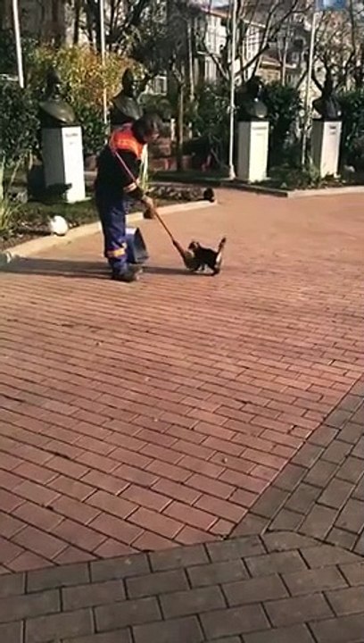 Ce chat adore les caresses au balai de cet employé de mairie !