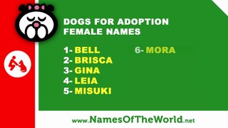 Dogs for adoption female names - the best pet names - www.namesoftheworld.net