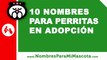 Perras en adopción, ideas de nombres - nombres de mascotas - www.nombresparamimascota.com