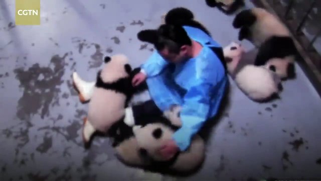 This man is a 'walking magnet’ to pandas, how