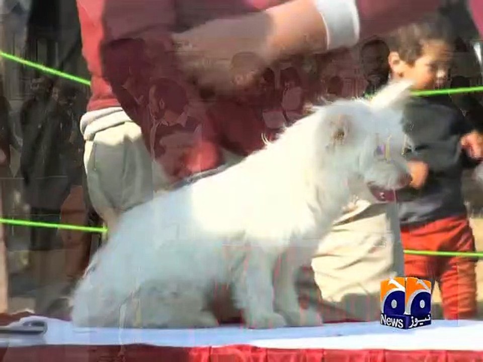 geo adil peshawar dog show 2019