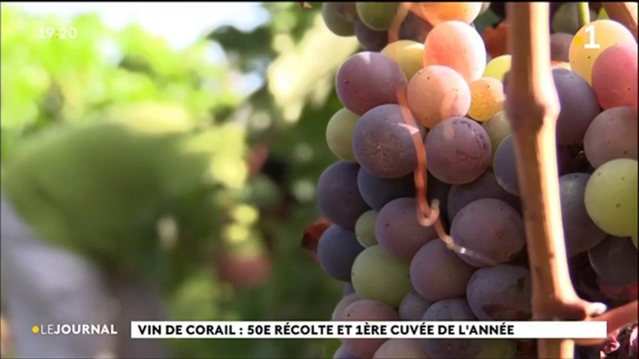50e récolte pour les vignes de Rangiroa