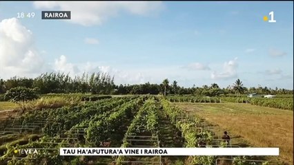 TH : 50e récolte pour les vignes de Rangiroa