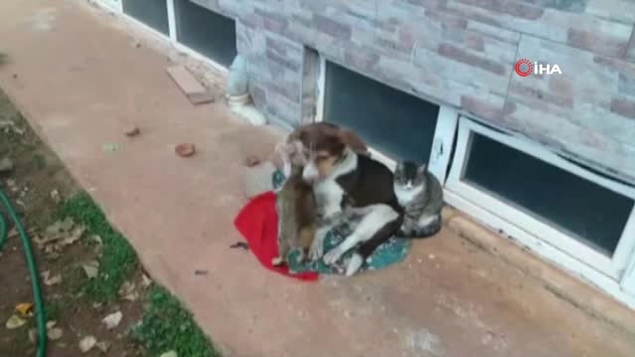 Kedi ile Köpeğin Dostluğu Görenleri Şaşırtıyor