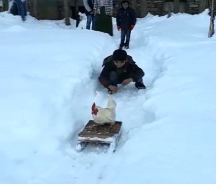 Horozun Kızak Keyfi