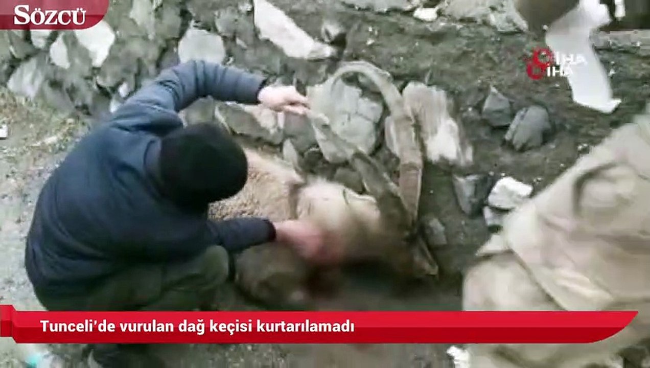 Tunceli’de vurulan dağ keçisi kurtarılamadı